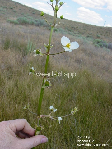 arrowhead, wedgeleaf
